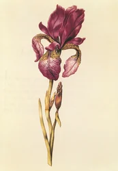 Iris, aus 